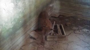 Rescataron a puma herido con disparos en la cabeza
