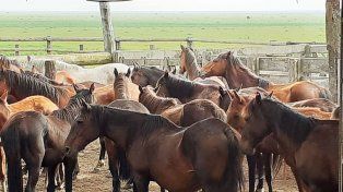 Salud confirmó el sexto caso de Encefalitis Equina en Entre Ríos