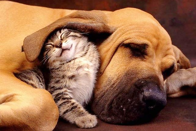 Perros vs. Gatos: ¿quién tiene más memoria?