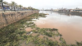 Misterio en el Puerto de Santa Fe: tras la aparición una vaca muerta flotando, investigan cómo llegó hasta el Dique I