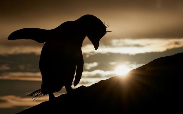Pingüino penacho amarillo del sur