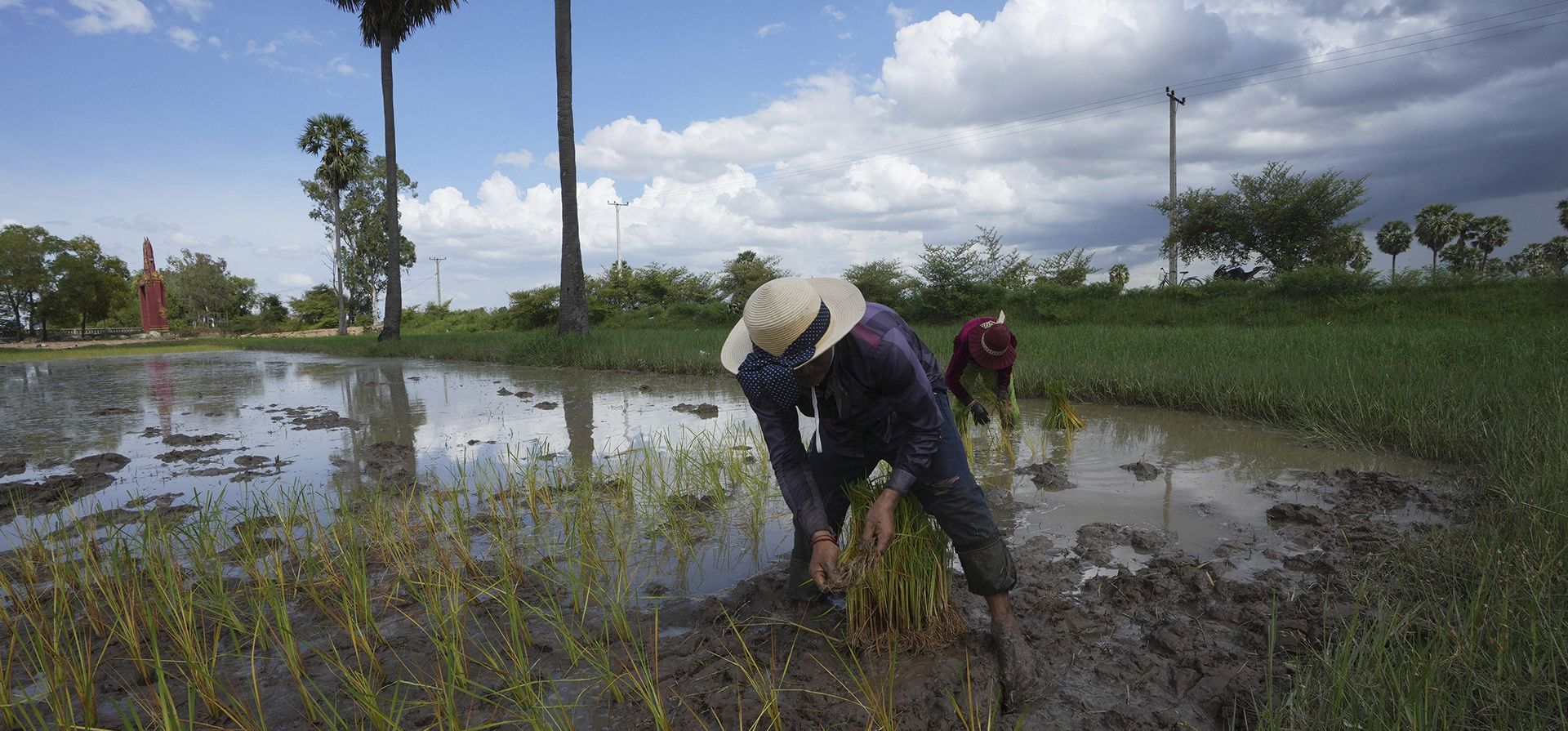 Agricultores camboyanos plantan arroz en una granja en las afueras de Phnom Penh, Camboya.