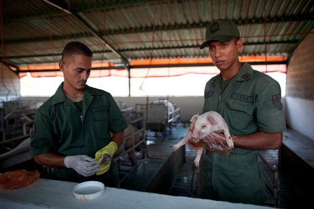 Soldados y criadores. Militares venezolanos trabajan en un criadero de cerdos en una base de Maracay