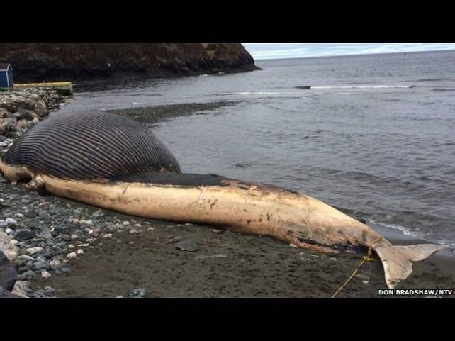 Un pueblo de Canadá teme que estalle una ballena azul muerta que el mar arrastró hasta su costa