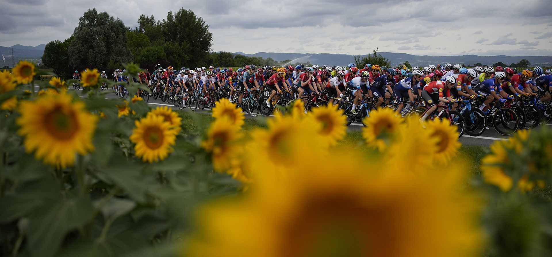 El pelotón ciclista pasa por un campo con girasoles durante la undécima etapa de la carrera del Tour de Francia de más de 180 kilómetros con inicio en Clermont-Ferrand y final en Moulins, Francia, el miércoles 12 de julio de 2023. (Foto AP/Daniel Col) El pelotón ciclista pasa por un campo con girasoles durante la undécima etapa de la carrera del Tour de Francia de más de 180 kilómetros con inicio en Clermont-Ferrand y final en Moulins, Francia, el miércoles 12 de julio de 2023. (Foto AP/Daniel Col)