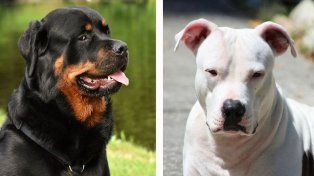 Santa Fe inicia el chipeo de perros potencialmente peligrosos para prevenir ataques