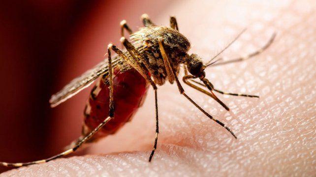 La Defensoría del Pueblo le pide a Salud un programa permanente contra el dengue 