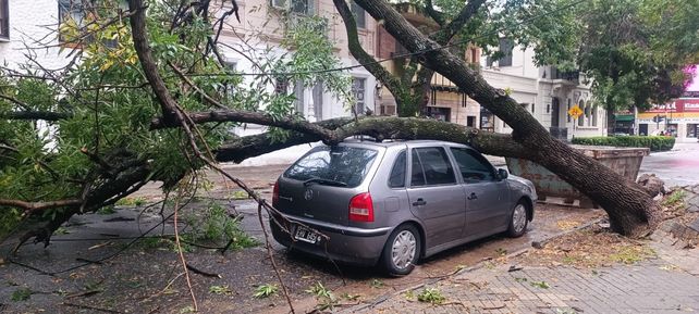 Presidente Roca al 1700. La tormenta dejó como saldo un auto aplastado por la caída de un árbol.