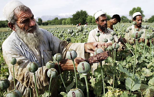 Este de kabul. Agricultores ordeñan amapolas en Afganistán (mayor productor mundial) y extraen la pasta de opio