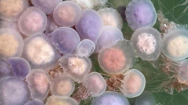 Invasión. Miles de medusas aparecieron en el puerto de la ciudad balnearia de Uruguay.