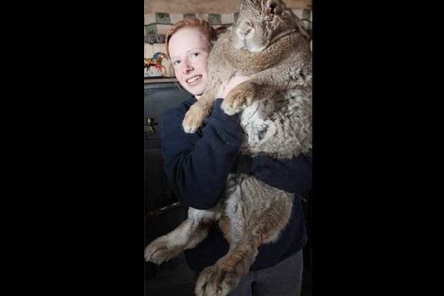 El más grande: el conejo Ralph pesa ¡23 kilos!