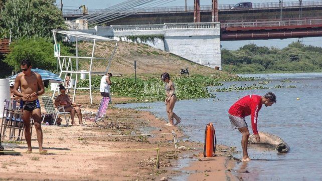 Volvieron los ataques de palometas en la Costanera Este: varios bañistas resultaron heridos, en su mayoría niños