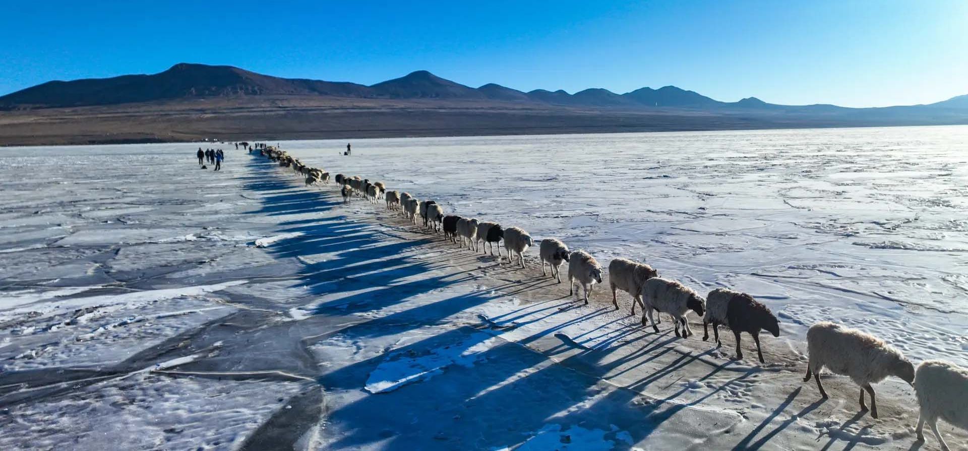 Un rebaño de ovejas es conducido a través de un lago helado a una isla en el medio para pastar en invierno. Fotografía: VCG/Getty Images Un rebaño de ovejas es conducido a través de un lago helado a una isla en el medio para pastar en invierno. Fotografía: VCG/Getty Images