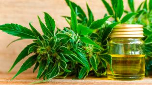 Revocan autorización a una madre a cultivar cannabis para su hijo