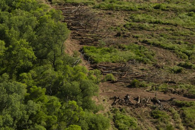 Argentina sigue en el ranking de los 10 países que más destruyen sus bosques
