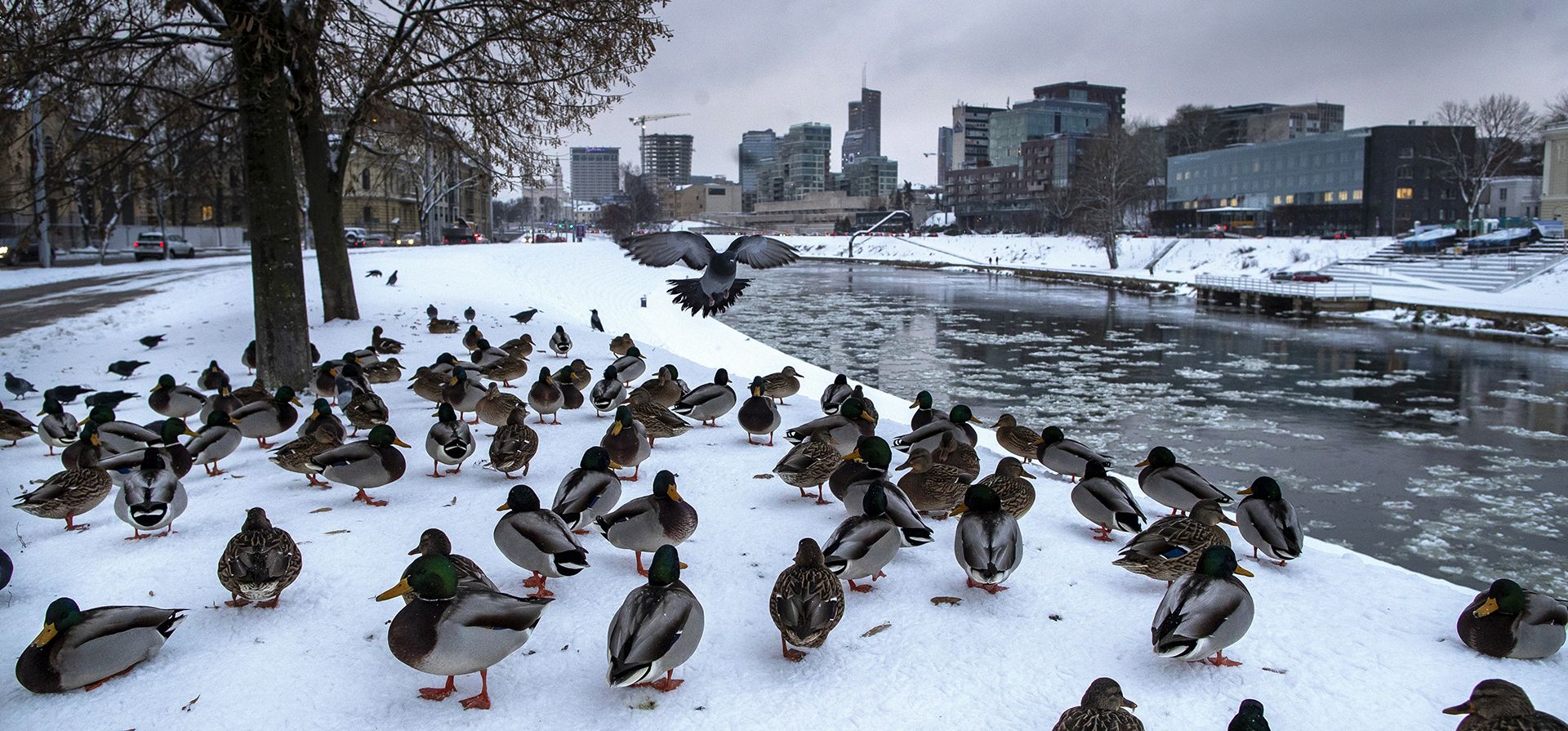 Una bandada de patos salvajes se sientan en las orillas cubiertas de nieve del río Neris en Vilnius, Lituania, el jueves 8 de diciembre de 2022. La nieve siguió cayendo en todo el país, mientras las temperaturas bajaban a -3 grados Celsius, 26,6 Fahrenheit. (Foto AP/Mindaugas Kulbis)