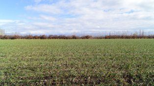 Se postergó el vencimiento del impuesto inmobiliario rural