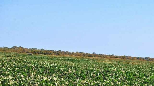 La Bolsa de Cereales de Entre Ríos estimó que la producción de soja de primera alcanzará las 690.000 toneladas y la de segunda 1.500.000 en el ciclo 2025/26