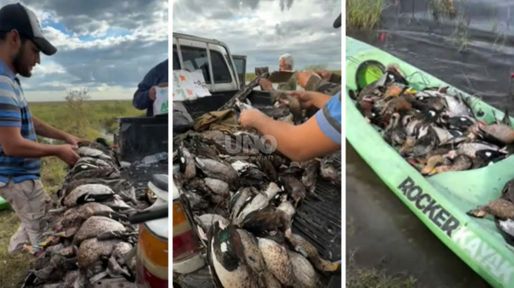 Mataron más de 300 animales en el norte santafesino: investigan una masacre de fauna autóctona