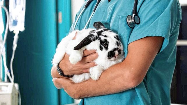 Día del veterinario: diversidad dentro de la profesión