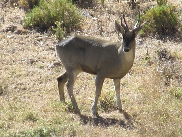 Se lanzó el Programa provincial de conservación de la taruca