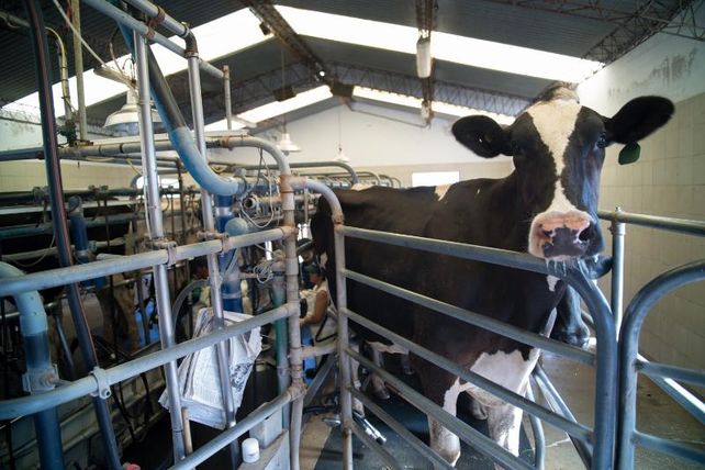 En los tambos santafesinos trabajan 15 mil personas. Los productos lácteos
