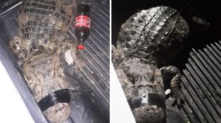 Un yacaré de importantes dimensiones fue encontrado por un niño