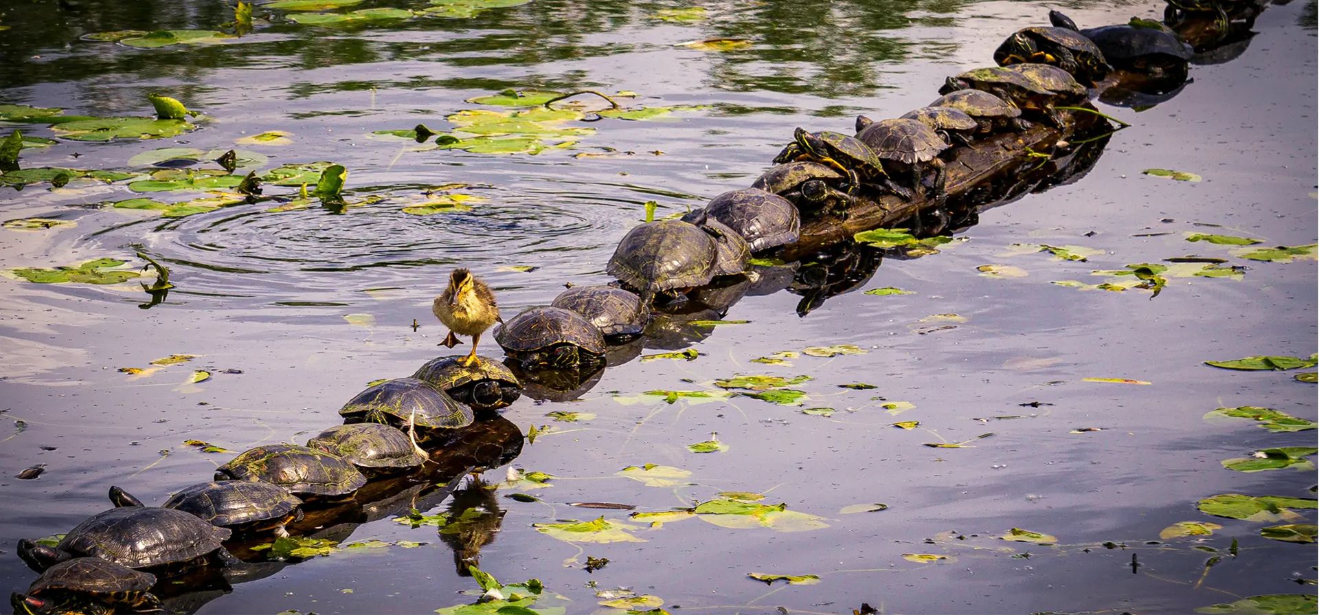 Disculpe... ¡Perdóneme!. Un patito camina sobre un tronco cubierto de tortugas en los humedales de Juanita, Washington, EE. UU. Fotografía: Ryan Sims/Comedywildlifephoto.com