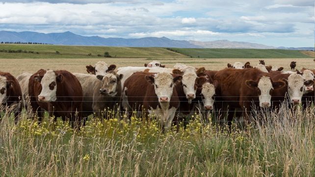 Conversión. La biomasa proveniente de los desechos de la producción ganadera