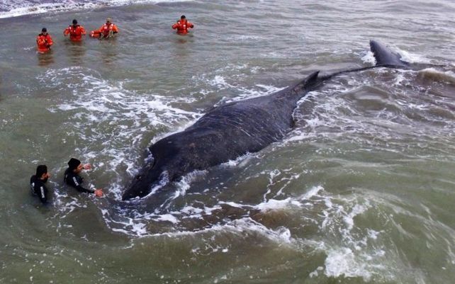 Apareció muerta la ballena que encalló frente a la costa de Mar del Tuyú