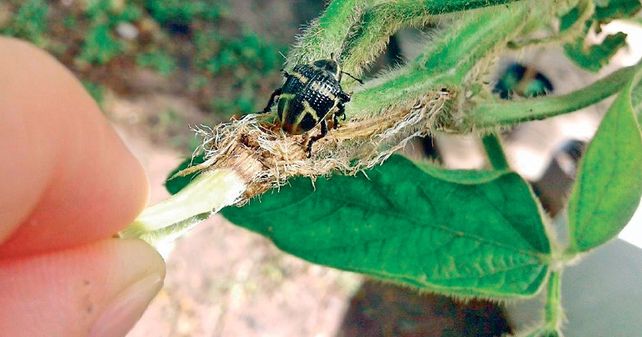 Los especialistas aseguran que un año con muchas lluvias favorece la aparición de esta plaga. Se propaga de manera natural con el vuelo del insecto.
