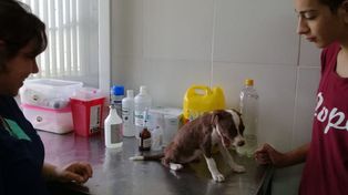 La Casa de las Mascotas no se toma vacaciones en verano