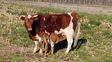 La raza bovina Criolla tiene un nuevo ejemplar: nació el ternero de La Yoli