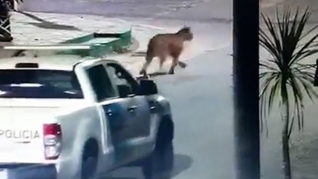 Puma: no encuentran al felino que aterra a Villa Gesell