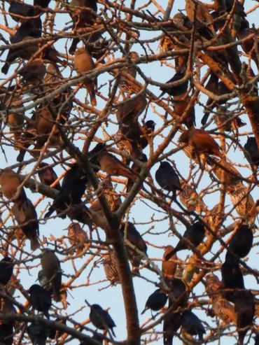 Una invasión de estorninos en Rafaela expone un fenómeno que puede llegar a Rosario