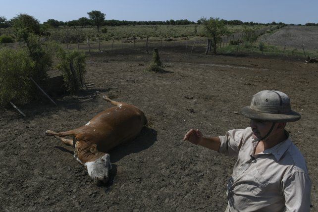 El productor Pablo Giailevra junto a una vaca muerta