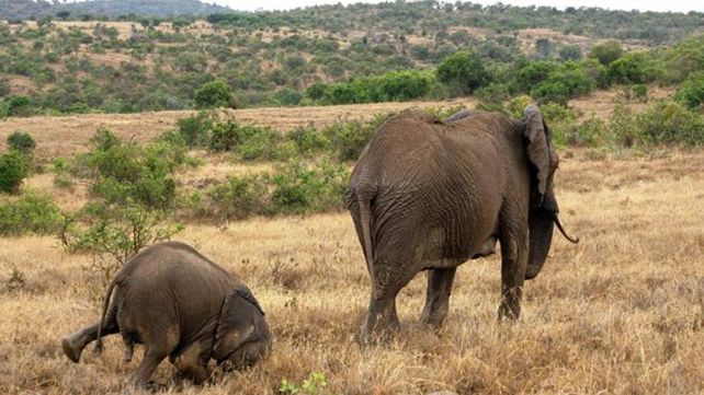 Las divertidas imágenes  del Comedy Wildlife Photography Awards 2020