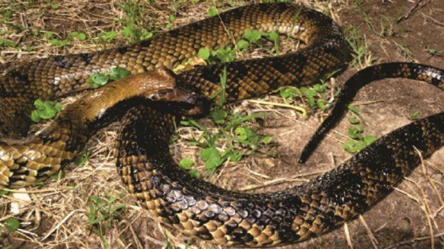 Las serpientes aparecieron en la Costanera santafesina