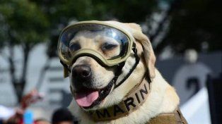 Murió Frida, la perra heroína del terremoto de México de 2017