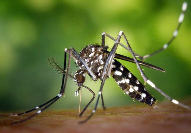 Recomiendan que las embarazadas no viajen donde hay Zika