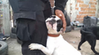 Uno de los bulldog francés que encontraron en el criadero de zona oeste.