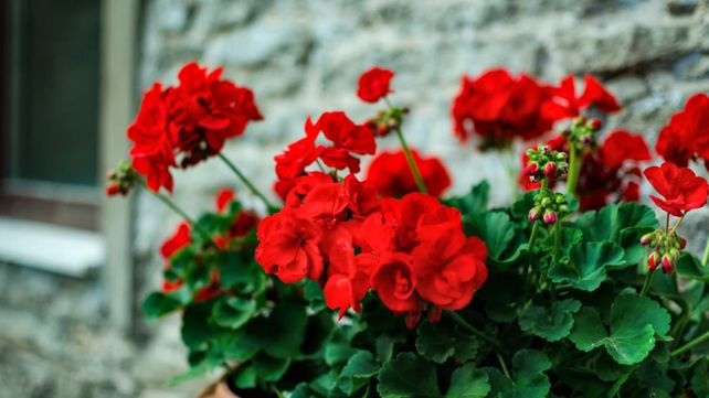 Los expertos en Feng Shui defienden que un exceso de geranios rojos en una habitación puede crear una energía excesivamente activa y dominante
