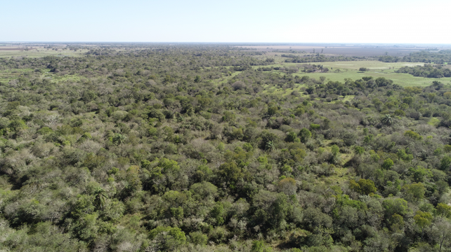 Santa Fe tiene casi 2 millones de hectáreas de bosque nativo.
