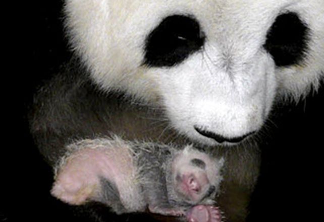 Naci&oacute; un oso panda en Tailandia