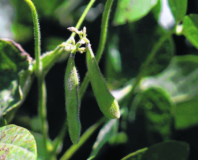 La siembra de soja está retrasada por el impacto de la sequía.