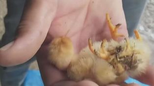 Nació un pollito con cuatro patas en un establecimiento rural santafesino