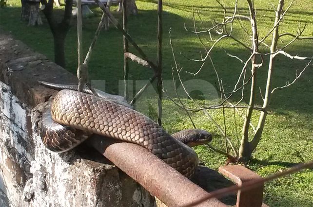 Un corondino halló una curiyú en el tapial de su casa