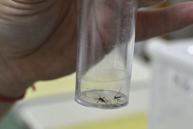 La nueva temporada de casos de dengue ya comenzó. El Aedes agypti está en toda la ciudad&nbsp;