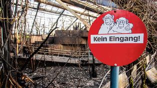 Más de 30 monos de un zoo mueren en un incendio 