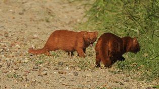 Fotografiaron una rara especie de pumas en vías de extinción